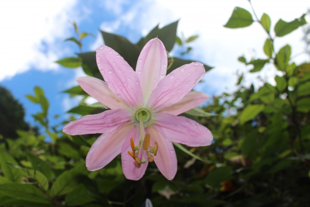 Passiflora mollissima (Kunth) L.H.Bailey